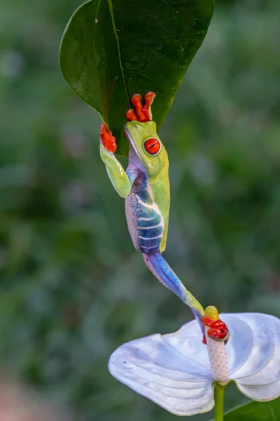 在哥斯达黎加热带雨林的绿叶上 红眼树蛙 阿加利亚什叶蛙 坐在绿叶上 — 图库照片