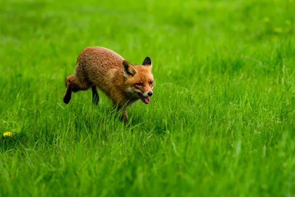 Raposa Vermelha Gira Vulpes Vulpes Floresta Outono Belo Animal Habitat — Fotografia de Stock