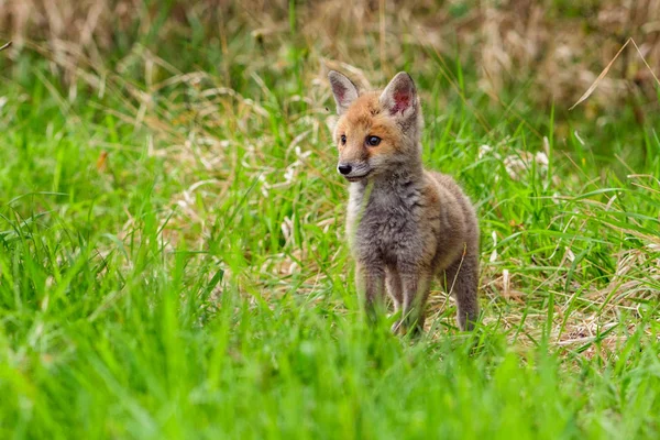 Lindo Zorro Rojo Vulpes Vulpes Bosque Otoñal Hermoso Animal Hábitat — Foto de Stock