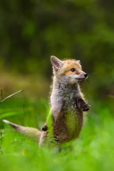 Aranyos Vörös Róka Vulpes Vulpes Őszi Erdőben Szép Állat Természet — Stock Fotó