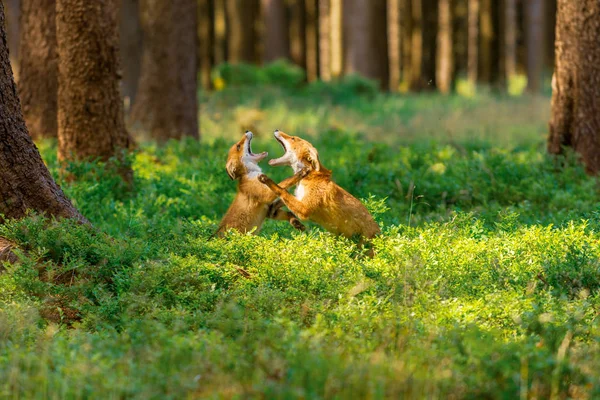 Mignon Renard Roux Vulpes Vulpes Dans Forêt Automne Bel Animal — Photo