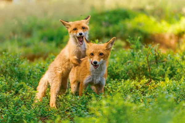 Lindo Zorro Rojo Vulpes Vulpes Bosque Otoñal Hermoso Animal Hábitat — Foto de Stock