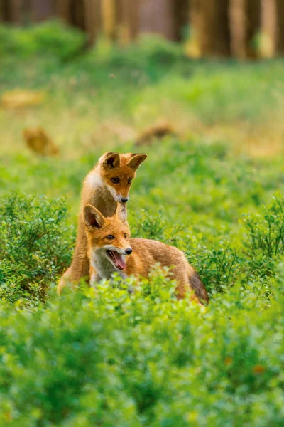 Lindo Zorro Rojo Vulpes Vulpes Bosque Otoñal Hermoso Animal Hábitat — Foto de Stock