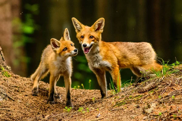 Şirin Kızıl Tilki Vulpes Vulpes Sonbahar Ormandaki Güzel Hayvan Doğa — Stok fotoğraf