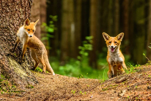 Lindo Zorro Rojo Vulpes Vulpes Bosque Otoñal Hermoso Animal Hábitat — Foto de Stock