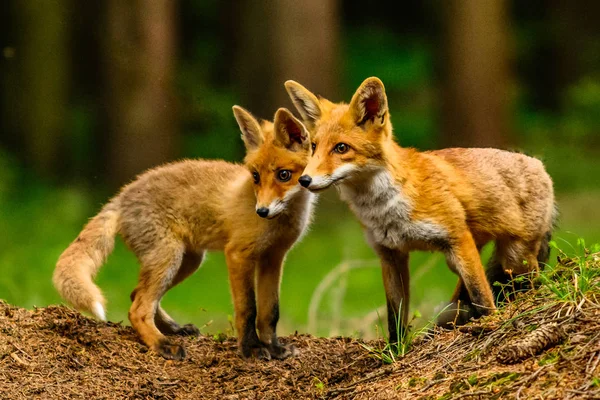 Cute Red Fox Vulpes Vulpes Fall Forest Beautiful Animal Nature — Stock Photo, Image