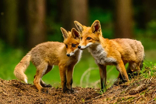 Şirin Kızıl Tilki, Vulpes vulpes sonbahar ormandaki. Güzel hayvan doğa ortamlarında. Vahşi doğa vahşi yaşam mahallinden. Kırmızı turuncu sonbahar yaprakları koşan tilki