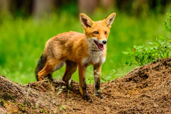 Niedlicher Rotfuchs Geier Herbstwald Schöne Tiere Natürlichen Lebensraum Wildszene Aus — Stockfoto