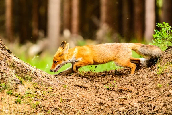 Raposa Vermelha Gira Vulpes Vulpes Floresta Outono Belo Animal Habitat — Fotografia de Stock