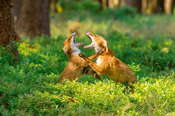 Χαριτωμένο Κόκκινη Αλεπού Vulpes Vulpes Στο Φθινόπωρο Δάσος Όμορφο Ζώο — Φωτογραφία Αρχείου