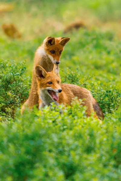 Cute Red Fox Vulpes Vulpes Fall Forest Beautiful Animal Nature — Stock Photo, Image