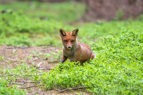 Zıplayan Kızıl Tilki Vulpes Vulpes Avrupa Dan Vahşi Yaşam Sahnesi — Stok fotoğraf