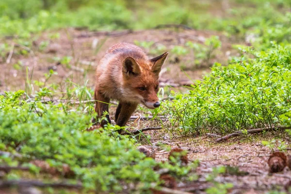 Jumping Red Fox, Vulpes vulpes, wildlife scene from Europe. Orange fur coat animal in the nature habitat.