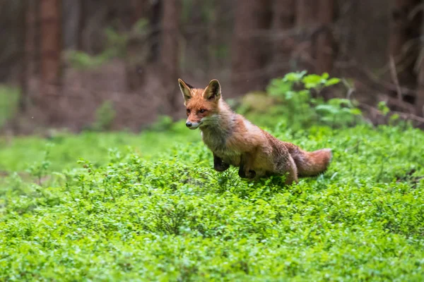 Skáčou Červené Lišky Supi Vulpes Scéna Divoké Zvěře Evropy Pomerančová — Stock fotografie