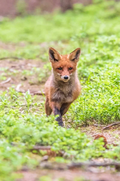 Jumping Red Fox Vulpes Vulpes Wildlife Scene Europe Orange Fur — Stock Photo, Image