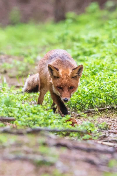 Jumping Red Fox, Vulpes vulpes, wildlife scene from Europe. Orange fur coat animal in the nature habitat.