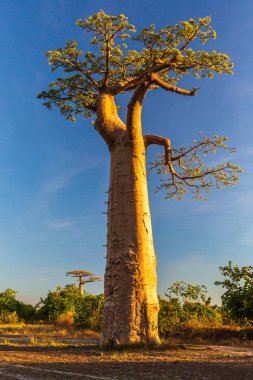 Baobab ağaçları gün batımında Madagaskar 'da Baobab Bulvarı' nda