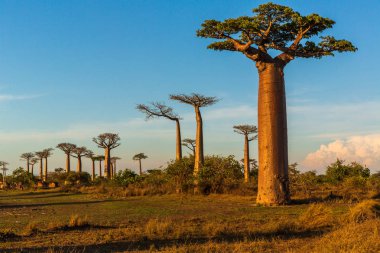 Baobab ağaçları gün batımında Madagaskar 'da Baobab Bulvarı' nda