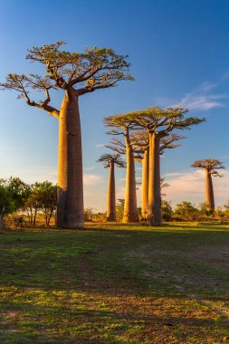 Baobab ağaçları gün batımında Madagaskar 'da Baobab Bulvarı' nda