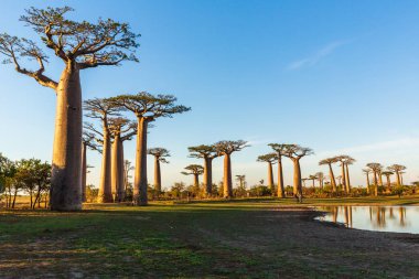 Baobab ağaçları gün batımında Madagaskar 'da Baobab Bulvarı' nda