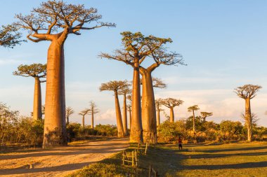 Baobab ağaçları gün batımında Madagaskar 'da Baobab Bulvarı' nda