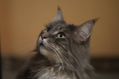 Sevgili Maine Rakun Kedisi 'nin yakın plan portresi Kara Arkaplan' da izole edilmiş,