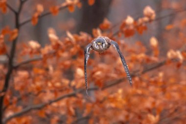 Amerikan Kerkenez Falco sparverius ormanlık ormanda sonbaharda bir şube oturdu