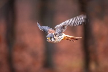 Amerikan Kerkenez Falco sparverius ormanlık ormanda sonbaharda bir şube oturdu