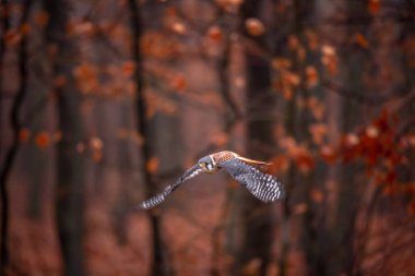 Amerikan Kerkenez Falco sparverius ormanlık ormanda sonbaharda bir şube oturdu