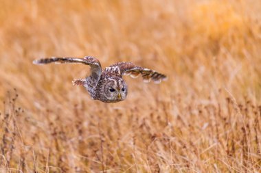 Strix aluco, Tawny Owl erken sabah, arka ışık ile aydınlatılmış kanatları ile eski kök indi. Neredeyse siyah arka plan. Avrupa ormanı.