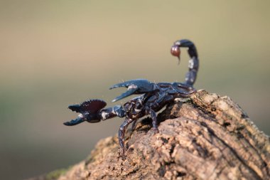 İmparator akrep Batı Afrika'da yağmur ormanları ve savanayerli akrep türüdür. Dünyanın en büyük akreplerinden biridir ve 2-3 yıldır yaşar..
