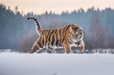 Sibirya kaplanı (Panthera tigris karda)