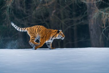 Sibirya kaplanı (Panthera tigris karda)