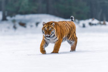 Sibirya kaplanı (Panthera tigris karda)