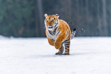 Sibirya kaplanı (Panthera tigris karda)