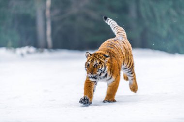 Sibirya kaplanı (Panthera tigris karda)