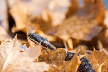 çim yılanı Natrix natrix yakın çekim