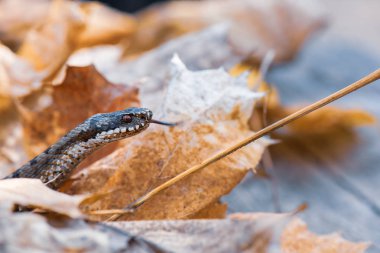 çim yılanı Natrix natrix yakın çekim