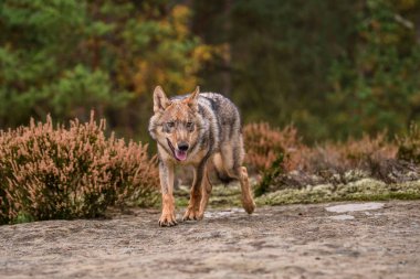 Gri kurt (Canis Lupus) olarak da bilinen kereste kurt agresif bir yüz baskın ifadesi Kanada ormanda yaz aylarında toplam sayı portresi kapatın