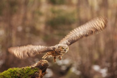 Avrasya Kartal Baykuşu (Bubo bubo), arka planda sonbahar ormanı ile açık kanatlı uçan kuş, doğa habitat hayvan.