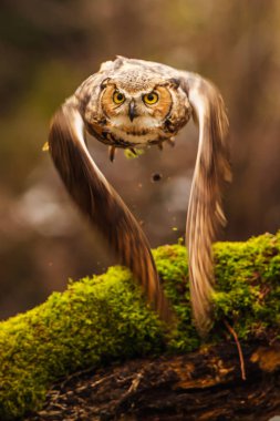Avrasya Kartal Baykuşu (Bubo bubo), arka planda sonbahar ormanı ile açık kanatlı uçan kuş, doğa habitat hayvan.