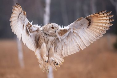 Ormanda uçan kartal baykuşu. Ağaçlarla yaşayan açık kanatlı büyük baykuş. Turuncu gözlü güzel kuş.