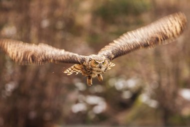 Avrasya Kartal Baykuşu (Bubo bubo), arka planda sonbahar ormanı ile açık kanatlı uçan kuş, doğa habitat hayvan.