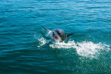 büyük beyaz köpekbalığı, carcharodon carcharias