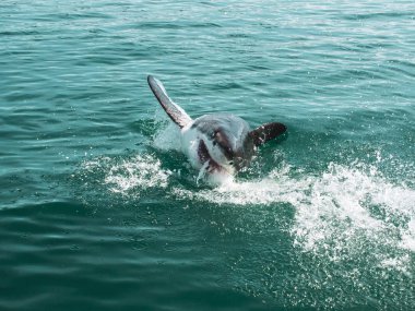 büyük beyaz köpekbalığı, carcharodon carcharias