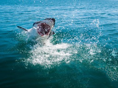 büyük beyaz köpekbalığı, carcharodon carcharias
