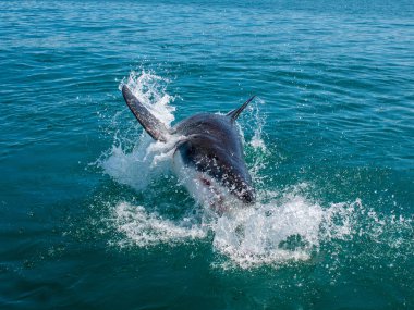 büyük beyaz köpekbalığı, carcharodon carcharias