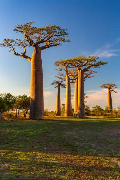 Belas Árvores Baobab Pôr Sol Avenida Dos Baobás Madagáscar — Fotografia de Stock