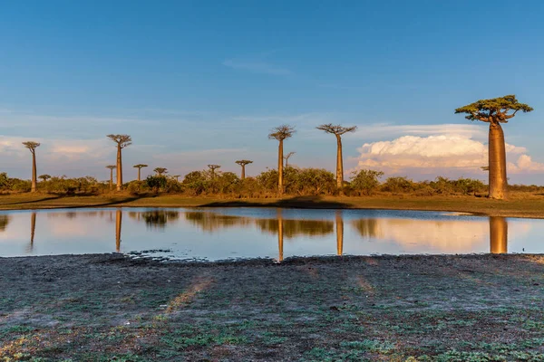 Beaux Baobabs Coucher Soleil Sur Avenue Des Baobabs Madagascar — Photo