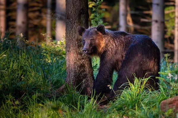 Dospělý Medvěd Hnědý Ursus Arctos Letním Lese — Stock fotografie